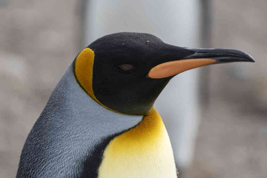 Pingüino Rey - islas Georgias del Sur 039.jpg